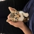 1.5 aylık yavru dişi tekir kedi fotoğraf