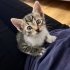 1.5 aylık yavru dişi tekir kedi fotoğraf