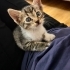1.5 aylık yavru dişi tekir kedi fotoğraf