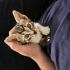 1.5 aylık yavru dişi tekir kedi fotoğraf