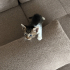 1.5 aylık yavru dişi tekir kedi fotoğraf