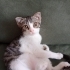 Tatlı TOM için ömürlük yuva fotoğraf