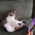 Tatlı TOM için ömürlük yuva fotoğraf