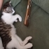 Tatlı TOM için ömürlük yuva fotoğraf