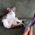 Tatlı TOM için ömürlük yuva fotoğraf