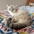 Acil yuva arıyoruz fotoğraf