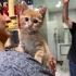 Mısır iç dış parazitleri yapıldı karma aşısı yapıldı fotoğraf