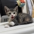 Küçük Oyuncu Kedi fotoğraf