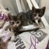 Küçük Oyuncu Kedi fotoğraf