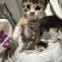 Küçük Oyuncu Kedi fotoğraf