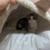 2 Aylık tekir kedilerimiz sıcacık ve mutlu bir yuva arıyor fotoğraf