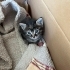 Yavru kedi için bir yuva fotoğraf