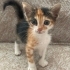 Daisy’ye ömürlük yuva fotoğraf