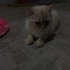 1 yaşında kısır dişi kedi fotoğraf