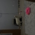 1 yaşında kısır dişi kedi fotoğraf