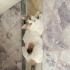 Apartmanda doğum yapan anne ve yavruları yuva arıyor fotoğraf