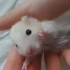 Safkan yavru teddy bear hamsterlar (açıklamayı okumadan yazmayın) fotoğraf