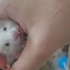 Safkan yavru teddy bear hamsterlar (açıklamayı okumadan yazmayın) fotoğraf