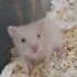 Safkan yavru teddy bear hamsterlar (açıklamayı okumadan yazmayın) fotoğraf