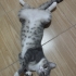 LOKİ YUVA ARIYOR fotoğraf