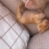 Annesi bakmiyor mama ile besliyoruz fotoğraf