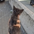 Sokakta hayatta kalamayacak kadar kucuk fotoğraf