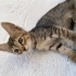2 AYLIK KEDİLERİMİ SAHİPLENDİRMEK İSTİYORUM fotoğraf