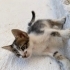 2 AYLIK KEDİLERİMİ SAHİPLENDİRMEK İSTİYORUM fotoğraf