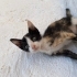 2 AYLIK KEDİLERİMİ SAHİPLENDİRMEK İSTİYORUM fotoğraf