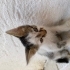 2 AYLIK KEDİLERİMİ SAHİPLENDİRMEK İSTİYORUM fotoğraf