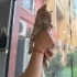 Mısır iç dış parazitleri yapıldı karma aşısı yapıldı fotoğraf