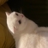 ERKEK BRİTİSH ÇİPLİ fotoğraf