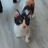 YALNIZ YA DA MUTSUZ DEĞİLSİNİZ, SİZİN YAVRU KEDİNİZ YOK fotoğraf