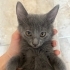 Bu güzel bebeğe yuva olun 🥰🥰 fotoğraf