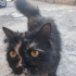 Sokağa atılmış şans kedisi. fotoğraf