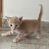 Bu altın bebeğe yuva olun!! fotoğraf