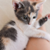 CALİCO ŞANS KEDİSİ ACİL YUVA ARIYOR! fotoğraf
