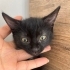 Bu güzel bebeğimize yuva olur musunuz? fotoğraf