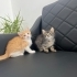 Veterinerdeki bu 2 yavruya yuva arıyoruz fotoğraf