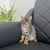 Veterinerdeki bu 2 yavruya yuva arıyoruz fotoğraf