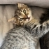 Bu yakışıklı güzel bebeğe yuva olun! fotoğraf