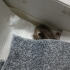 Annesi tarafından terk edilmiş yavru kedi fotoğraf