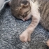 Annesi tarafından terk edilmiş yavru kedi fotoğraf
