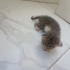 Annesi tarafından terk edilmiş yavru kedi fotoğraf
