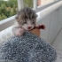 Annesi tarafından terk edilmiş yavru kedi fotoğraf