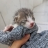 Annesi tarafından terk edilmiş yavru kedi fotoğraf