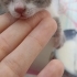 Annesi tarafından terk edilmiş yavru kedi fotoğraf