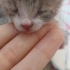 Annesi tarafından terk edilmiş yavru kedi fotoğraf