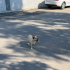 Herkesin Gözü Önünde Sokağa Terk Edilen Köpek Yuvasını Arıyor. fotoğraf