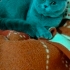 Oyuncu bı kedi asla ısırmaz tırmalamaz fotoğraf